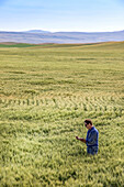 Landwirt steht in einem Weizenfeld und prüft den Ertrag; Alberta, Kanada