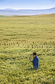Landwirt, der in einem Weizenfeld steht, ein Telefon benutzt und die Ernte inspiziert; Alberta, Kanada