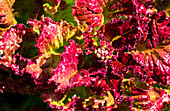 Close-up of red leaved lettuce with water droplets; Calgary, Alberta, Canada