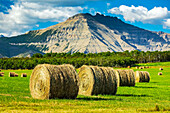Close-up of hay bales in a green field with mountains, blue sky and clouds in the background, North of Waterton; Alberta, Canada