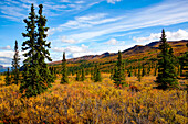 Denali State Park landscape with autumn tundra and a good spot to look for moose; Alaska, United States of America