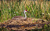 Sandhill crane (Antigone canadensis) laying on her nest in a pod with water lilies in the background; Bradenton, Florida, United States of America