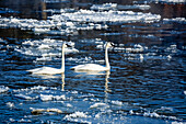 Ein Paar Trompeterschwäne (Cygnus buccinator) schwimmt im Mississippi bei -10 Grad Celsius mit Eisschollen im Wasser; Monticello, Minnesota, Vereinigte Staaten von Amerika