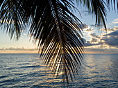 Palm fronds on a beach with glowing clouds at sunset, Placencia Peninsula; Belize