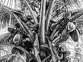 Tiefblick auf eine Kokospalme (Cocos nucifera) mit Kokosnüssen in Schwarz-Weiß, Placencia Peninsula; Placencia, Belize