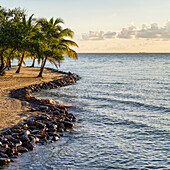 Palm trees on a beach along the coastline of the Placencia Peninsula at sunset; Belize