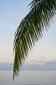 A palm tree frond and the Caribbean Sea; Belize