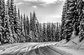 Black and white image of snow-covered road and forest in the Rocky Mountains; British Columbia, Canada