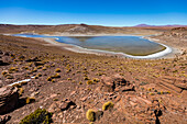 Lagune im Altiplano; Potosi, Bolivien
