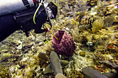 Tauchen mit Ammenhaien (Ginglymostoma cirratum) bei Silk Caye, Placencia Peninsula; Belize