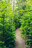 Lush green trees lining the trail in Canyon des Portes de l'Enfer; Saint-Narcisse-de-Rimouski, Quebec, Canada