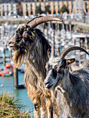 Two goats (Capra aegagrus hircus) stand in the grass on the shore beside the harbour; Dieppe, Normandy, France