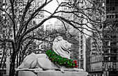 Veterans Day wreath draped on the neck of a lion sculpture in November in Manhattan with the image in black and white except the coloured wreath; New York City, New York, United States of America