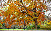 Herbstfarben auf den Bäumen und Pflanzen im Central Park; New York City, New York, Vereinigte Staaten von Amerika