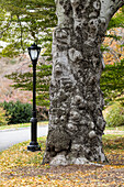Laternenpfahl und knorriger Baumstamm im Central Park im Herbst, Manhattan; New York City, New York, Vereinigte Staaten von Amerika