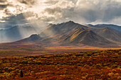 Die Herbstfarben tauchen die Landschaft entlang des Dempster Highway, Yukon, in bunte Farben. Ein erstaunlich schöner Ort zu jeder Jahreszeit, aber im Herbst wirkt er ganz anders; Yukon, Kanada