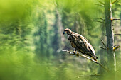 Ungeschlüpfter Weißkopfseeadler (Haliaeetus leucocephalus) auf einem Ast, umrahmt von verschwommenem grünem Laub; Whitehorse, Yukon, Kanada