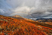 Vibrant fall colours ignite the landscape of the Dempster Highway and a rainbow in the storm clouds is seen in the distance; Dawson City, Yukon, Canada