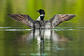 Common Loon (Gavia immer) in breeding plumage on the water; Whitehorse, Yukon, Canada