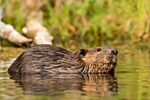 Nordamerikanischer Biber (Castor canadensis) schwimmt in einem See auf der Suche nach Holz für den Bau einer Hütte; Whitehorse, Yukon, Kanada