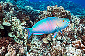 The terminal or final phase of a Palenose parrotfish (Scarus psittacus); Hawaii, United States of America
