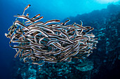 Schwarm junger Sträflingsfische (Pholidichthys leucotaenia), auch bekannt als Sträflingsschleimfische. Diese große Ansammlung ist ein effektiver Versuch, den Streifenwels (Plotosus lineatus) zu imitieren, der giftige Stacheln besitzt, die starke Schmerzen verursachen können; Philippinen