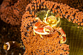 Die Porzellankrabbe (Neopetrolisthes maculatus) ist ein kommensaler Partner der Seeanemonen; Philippinen