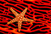 A seastar (Fromia sp.) on a red fan of gorgonian coral; Fiji