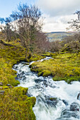 Fast flowing stream cascades through a green valley surrounded by trees; Eagles Rock, County Leitrim, Ireland