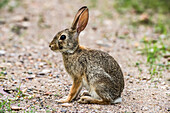 Portrait of Desert Cottontail (Sylvilagus audubonii) at Cave Creek Ranch in the Chiricahua Mountains near Portal; Arizona, United States of America