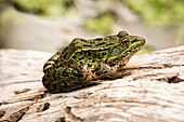 Chiricahua-Leopardenfrosch (Rana chiricahuensis), eine bedrohte Art, sonnt sich auf einem Baumstamm in der Nähe von Cave Creek in den Chiricahua Mountains bei Portal; Arizona, Vereinigte Staaten von Amerika