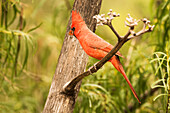 Male Northern Cardinal (Cardinalis cardinalis) in the Chiricahua Mountains near Portal; Arizona, United States of America