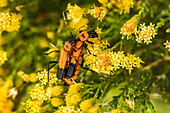 Two orange and black beetles on yellow flowers in Cave Creek Canyon of the Chiricahua Mountains near Portal; Arizona, United States of America