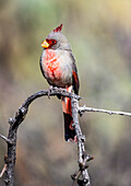 Männlicher Pyrrhuloxia (Cardinalis sinuatus) auf einem toten Zweig in den Ausläufern der Chiricahua Mountains bei Portal; Arizona, Vereinigte Staaten von Amerika