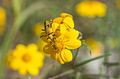 Gelber Käfer auf einer gelben Blüte im Cave Creek Canyon in den Chiricahua Mountains in der Nähe von Portal; Arizona, Vereinigte Staaten von Amerika