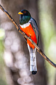 Eleganter Trogon (Trogon elegans) auf einem Ast in der South Fork of Cave Creek Canyon in den Chiricahua Mountains bei Portal; Arizona, Vereinigte Staaten von Amerika