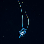 A tentaculate ctenophore, also known as comb jelly or sea gooseberry (Pleurobrachia sp.), that was photographed under water during a blackwater dive off the Kona coast, the Big island; Island of Hawaii, Hawaii, United States of America