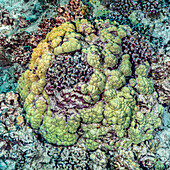 Ringförmiges Band aus lebenden Lappenkorallen (Porites lobata), das über toten Korallen vor der Küste von Kona, Big Island, wächst; Insel Hawaii, Hawaii, Vereinigte Staaten von Amerika