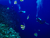 Taucher schwimmen durch Wimpelfalterfische (Heniochus diphreutes), die sich vor der Rückwand des Molokini-Kraters nahe der Insel Maui von Zooplankton ernähren; Molokini-Krater, Maui, Hawaii, Vereinigte Staaten von Amerika
