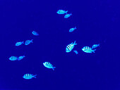 Der Hawaii-Sergeant (Abudeduf abdomalis) ist eine endemische Fischart auf Hawaii. Diese Gruppe wurde unter Wasser beim Tauchen an der Rückwand des Molokini-Kraters vor der Küste von Maui fotografiert; Molokini-Krater, Maui, Hawaii, Vereinigte Staaten von Amerika