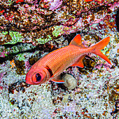 A Pearly Soldierfish (Myripristis kuntee) that was photographed under water while scuba diving at Molokini Crater which is located offshore of Maui; Molokini Crater, Maui, Hawaii, United States of America