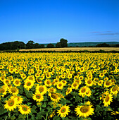 Sunflower Field, Bourgogne, France