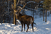 Wapiti, Omega Park, Montebello, Quebec, Canada