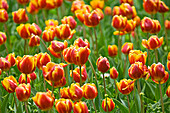 Nahaufnahme von Tulpen im Real Jardin Botanico de Madrid, Madrid, Spanien