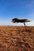 Baum im Marsabit-Nationalpark und -Reservat, Marsabit-Distrikt, Kenia