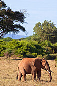 Elefant im Tsavo-Nationalpark, Kenia