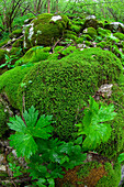 Moss Covered Rocks in Forest, Soca River, Slovenia