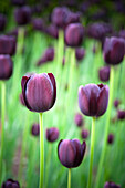 Schwarze Tulpen, Ottawa, Ontario, Kanada