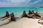 Dead Tree, Cayo Largo, Canarreos Archipelago, Cuba