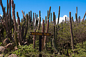 National Park Sign and Cacti, Arikok National Park, Aruba, Lesser Antilles, Caribbean